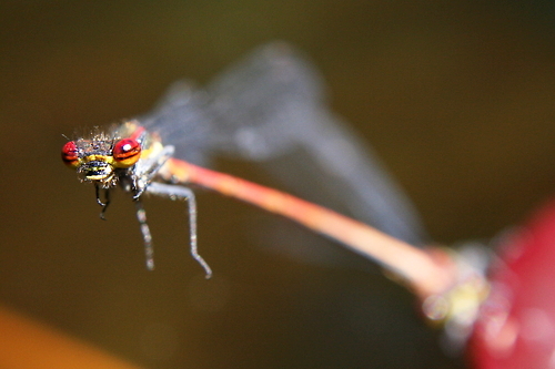 IMG_5361_RESIZED06_06_2014