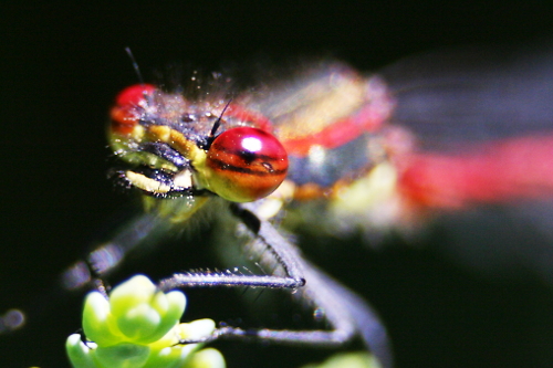 IMG_5388_2_RESIZED06_06_2014