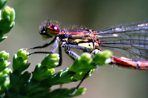 IMG_5392_RESIZED06_06_2014