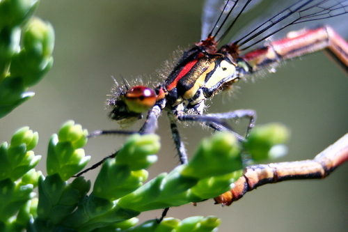 IMG_5396_RESIZED06_06_2014