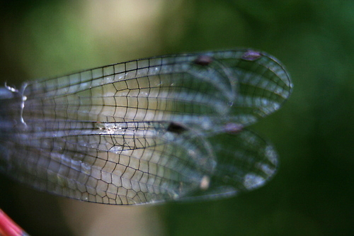 IMG_5403_RESIZED06_06_2014