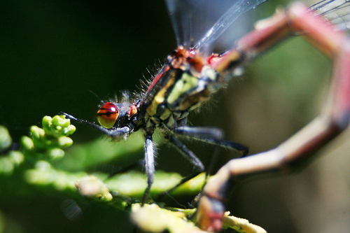 IMG_5406_RESIZED06_06_2014