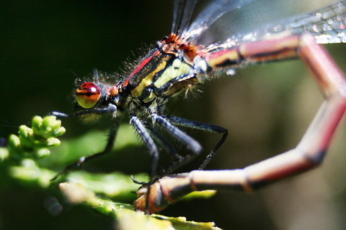 IMG_5409_RESIZED06_06_2014