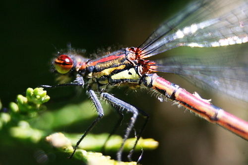 IMG_5412_RESIZED06_06_2014