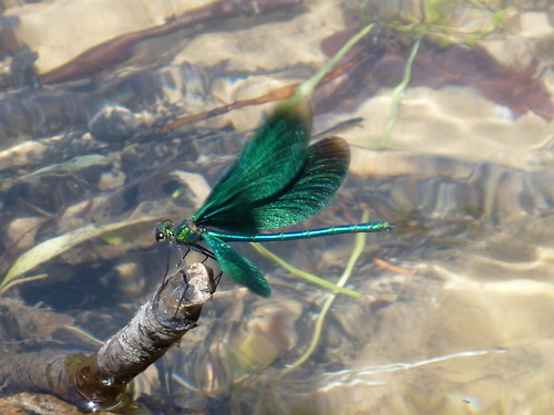 P1160208_RESIZED06_18_2014