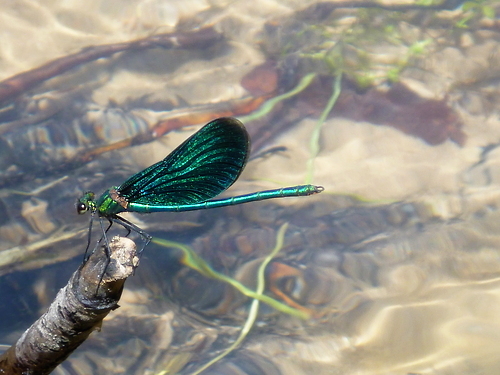 P1160212_RESIZED06_18_2014