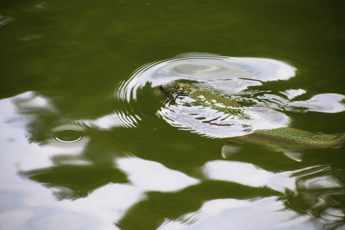 IMG_2091_RESIZED09_01_2014