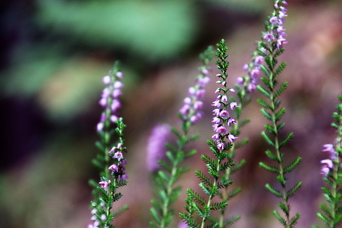 IMG_2104_RESIZED09_01_2014