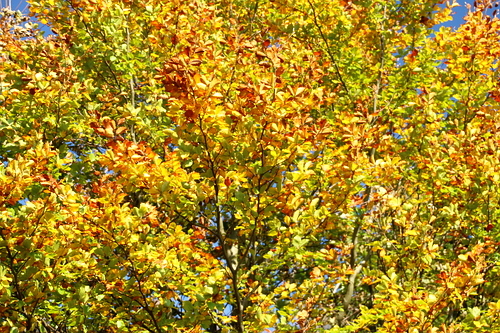 IMG_4138_RESIZED10_03_2014