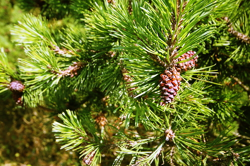 IMG_4156_RESIZED10_03_2014