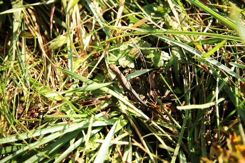 IMG_4167_RESIZED10_03_2014