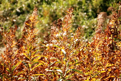 IMG_4210_RESIZED10_03_2014