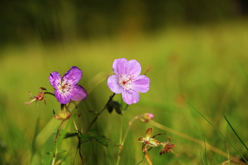 IMG_4229_RESIZED10_03_2014