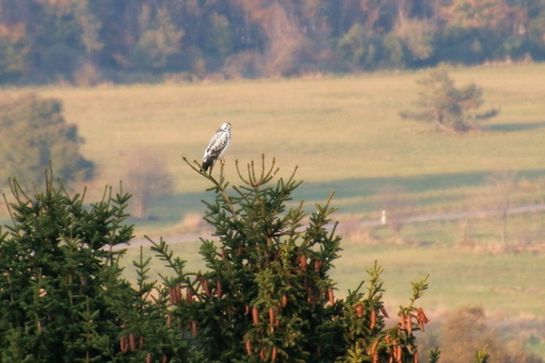 IMG_4303_RESIZED10_03_2014