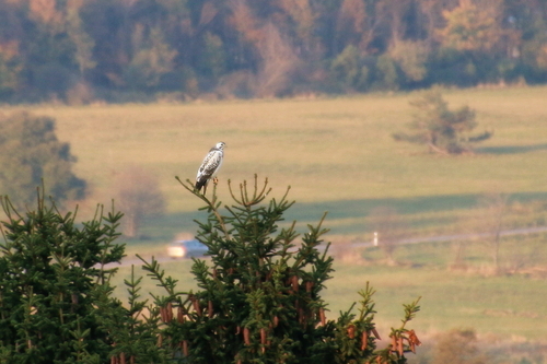 IMG_4307_RESIZED10_03_2014