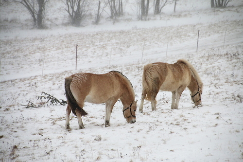 IMG_7650_RESIZED01_06_2015