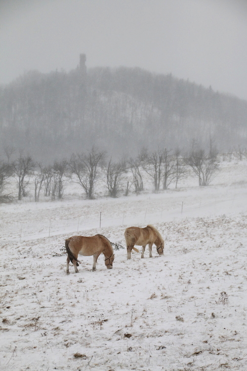 IMG_7652_RESIZED01_06_2015