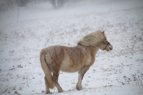 IMG_7842_RESIZED01_06_2015