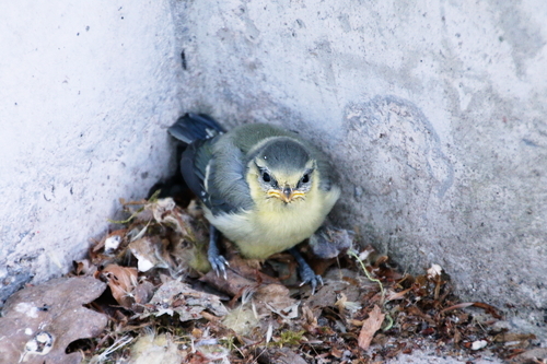 IMG_5637_RESIZED06_07_2015